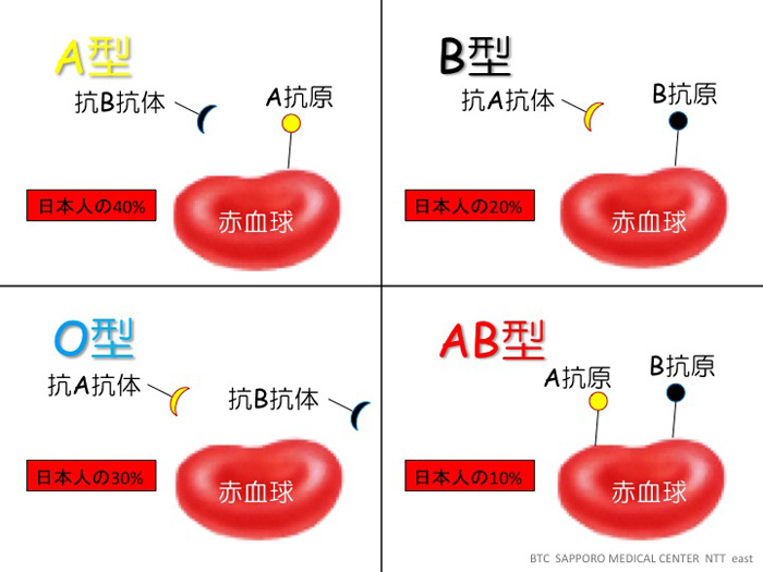 血液型の仕組み