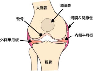 ひざの仕組み